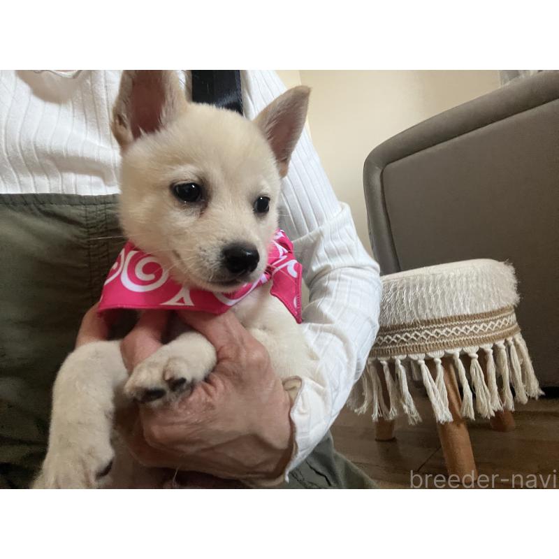 販売中の埼玉県のミックス犬-418401の6枚目