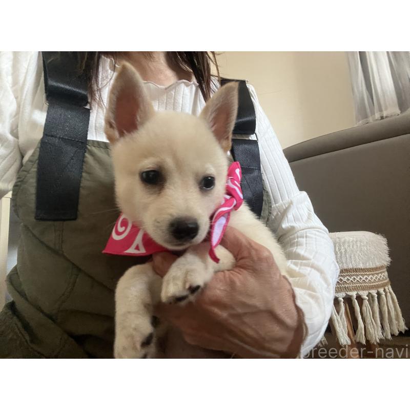 販売中の埼玉県のミックス犬-418401の5枚目