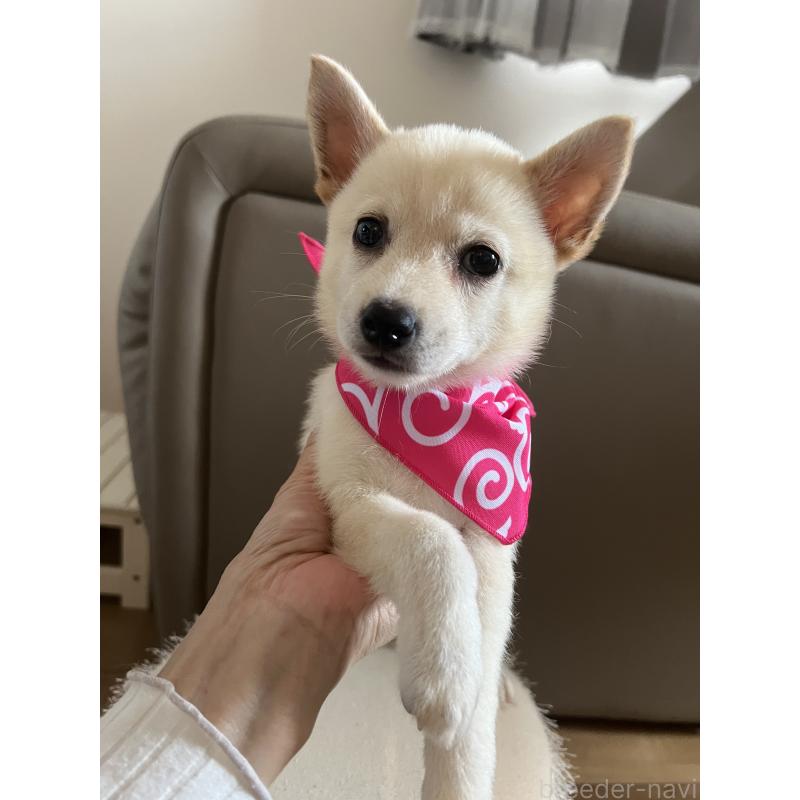 販売中の埼玉県のミックス犬-418401の4枚目