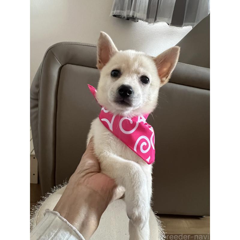 販売中の埼玉県のミックス犬-418401の3枚目