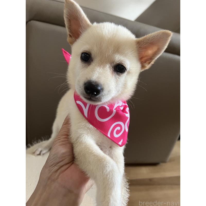 販売中の埼玉県のミックス犬-418401の2枚目