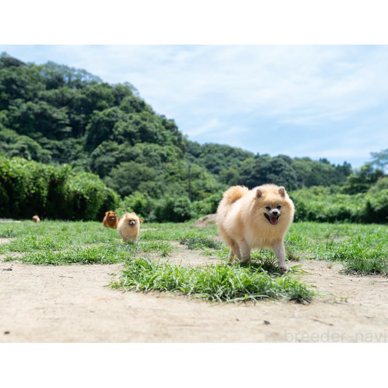 成約済の千葉県のチワックス:チワワ×ミニチュアダックスフンド-418172の2枚目