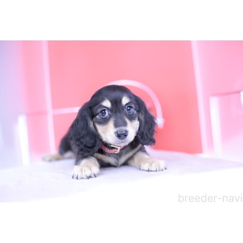 成約済の愛知県のミニチュアダックスフンド(ロングヘアード)-414958の14枚目