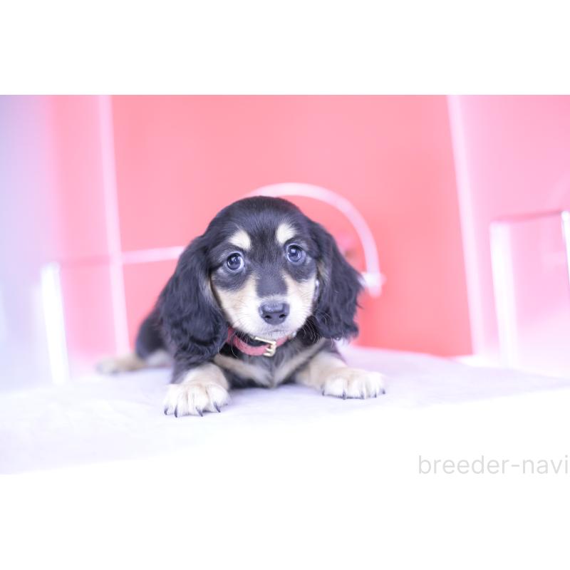 成約済の愛知県のミニチュアダックスフンド(ロングヘアード)-414958の13枚目