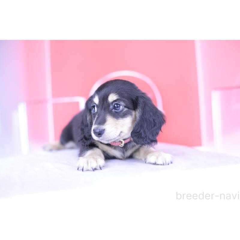 成約済の愛知県のミニチュアダックスフンド(ロングヘアード)-414958の12枚目