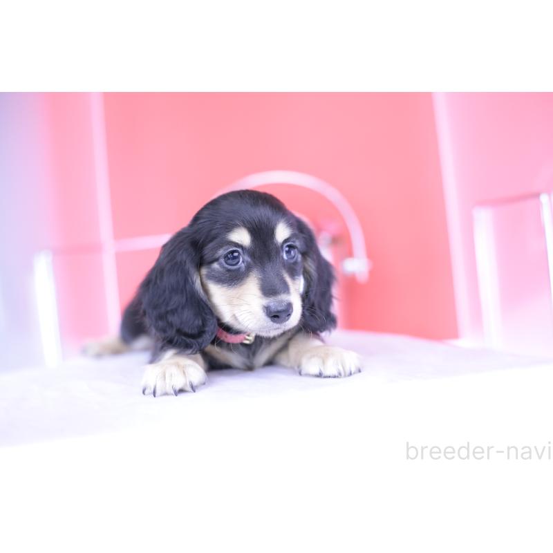 成約済の愛知県のミニチュアダックスフンド(ロングヘアード)-414958の11枚目