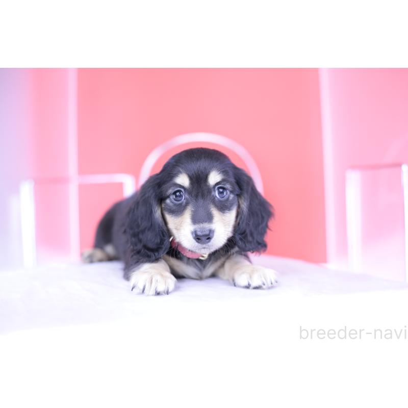 成約済の愛知県のミニチュアダックスフンド(ロングヘアード)-414958の10枚目