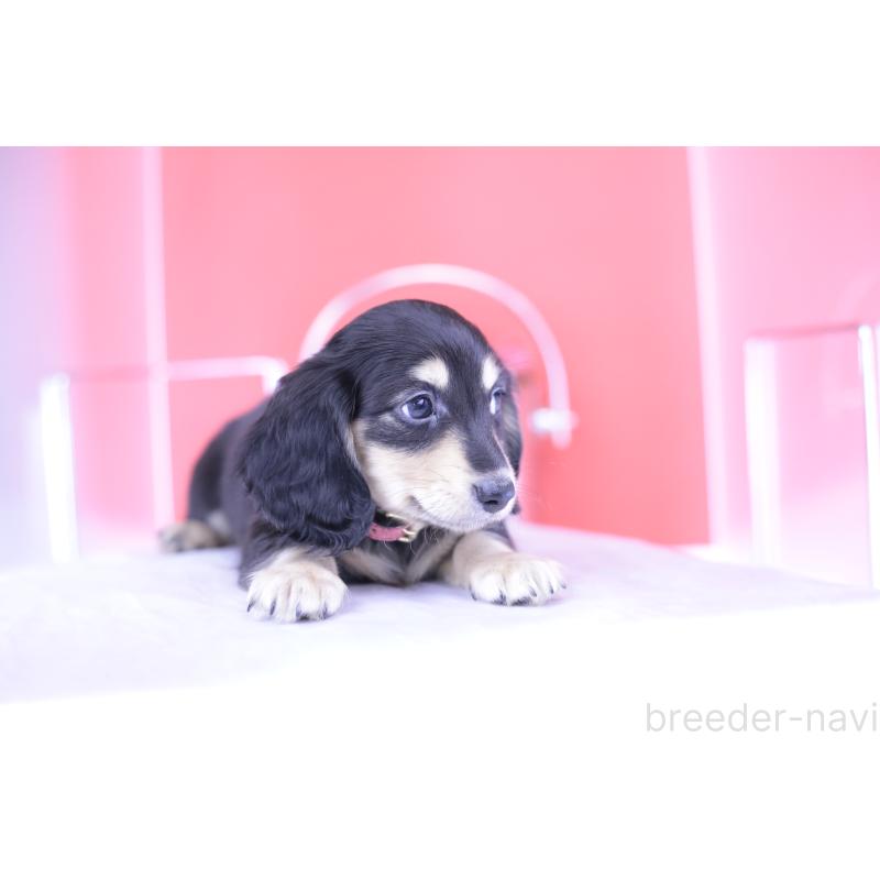 成約済の愛知県のミニチュアダックスフンド(ロングヘアード)-414958の8枚目