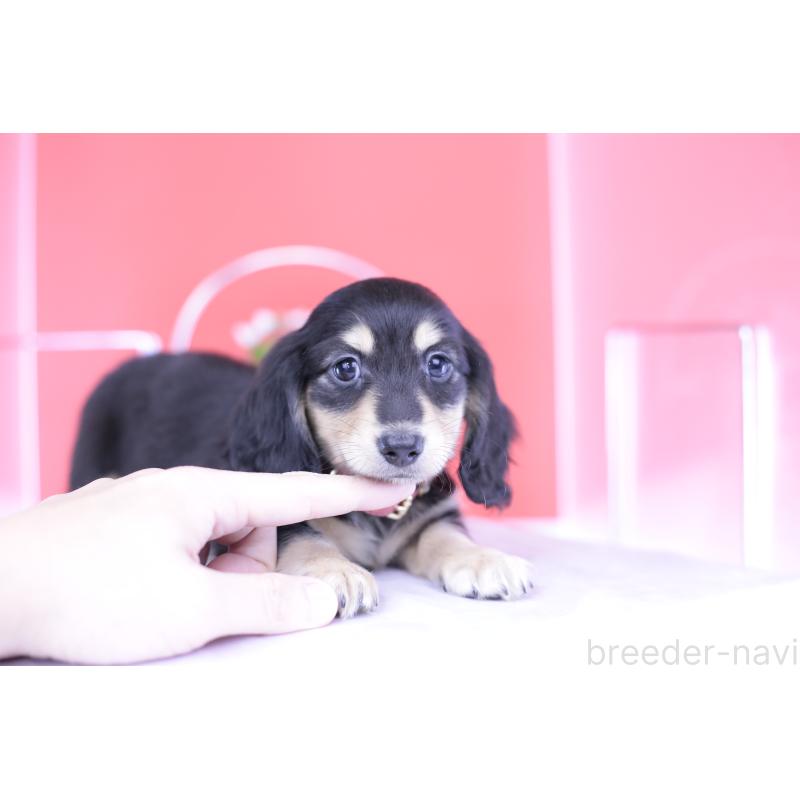 成約済の愛知県のミニチュアダックスフンド(ロングヘアード)-414958の7枚目