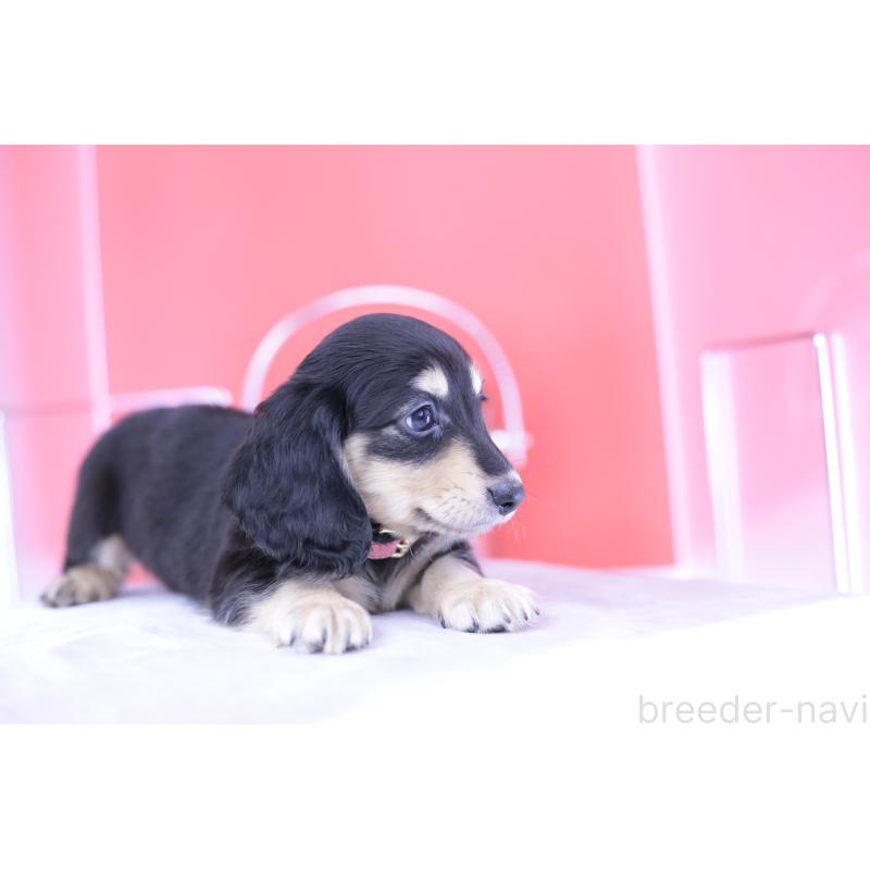 成約済の愛知県のミニチュアダックスフンド(ロングヘアード)-414958の6枚目