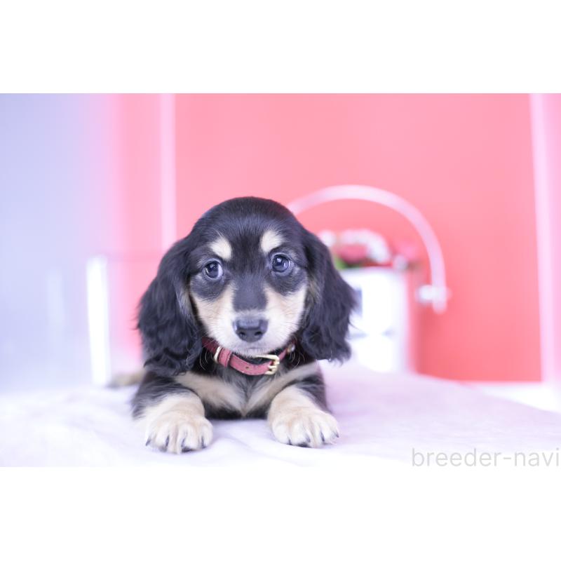 成約済の愛知県のミニチュアダックスフンド(ロングヘアード)-414958の4枚目