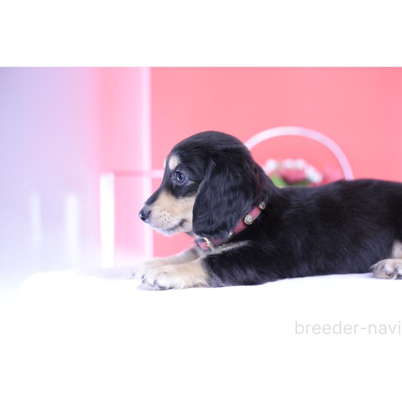 成約済の愛知県のミニチュアダックスフンド(ロングヘアード)-414958の2枚目