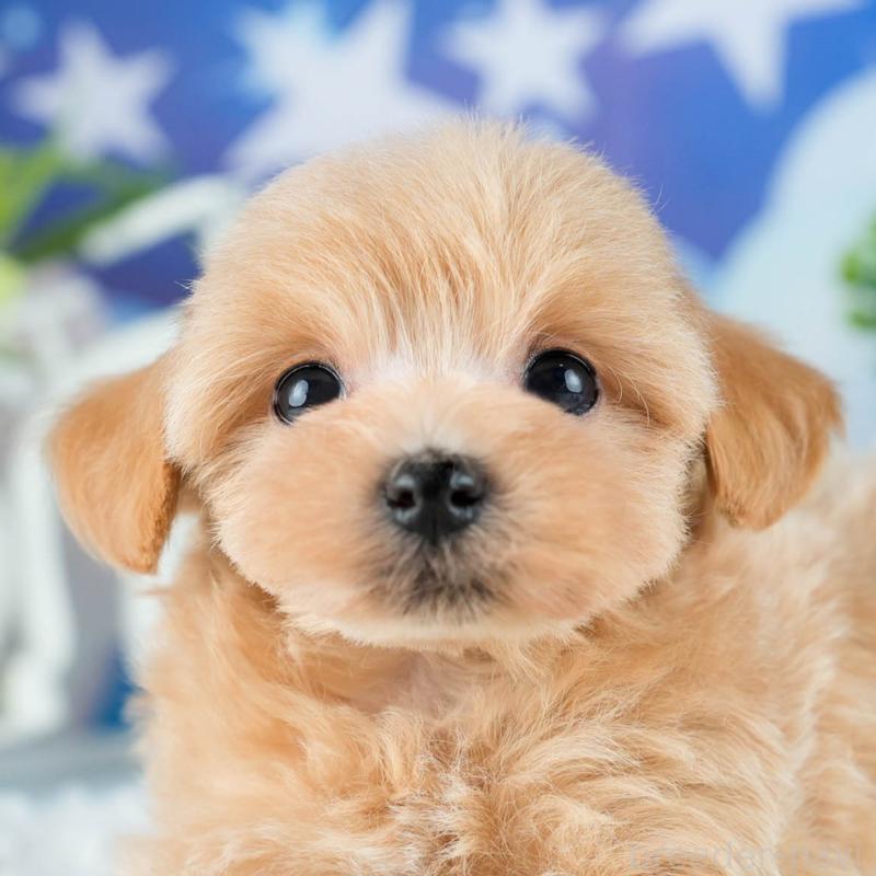 販売中の茨城県のマルプー:マルチーズ×トイプードル-418412の8枚目