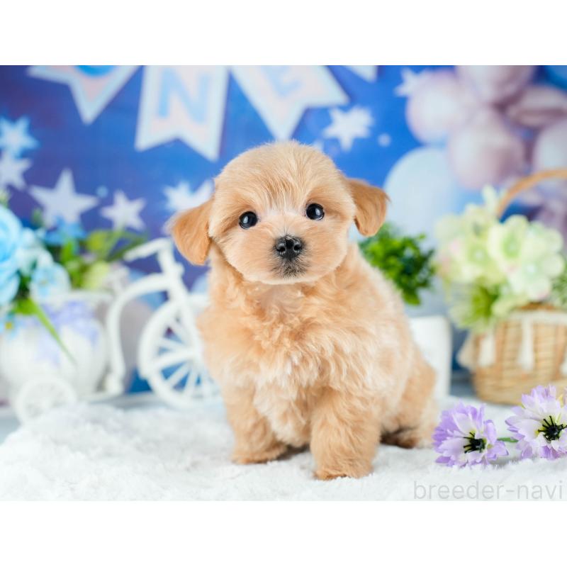 販売中の茨城県のマルプー:マルチーズ×トイプードル-418412の6枚目