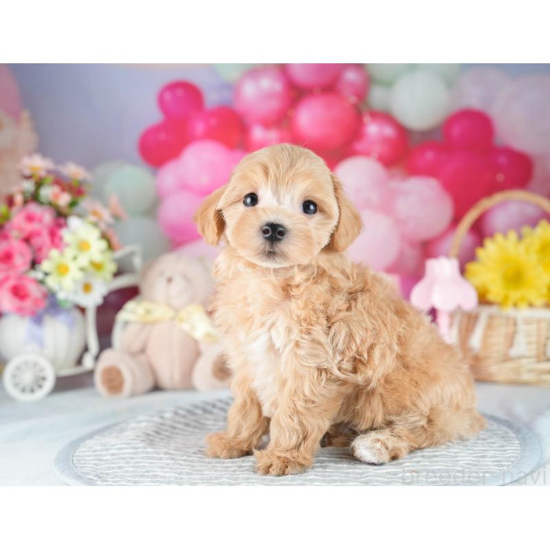 販売中の茨城県のマルプー:マルチーズ×トイプードル-418413の6枚目
