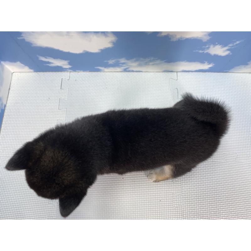 成約済の愛知県の豆柴-415026の3枚目