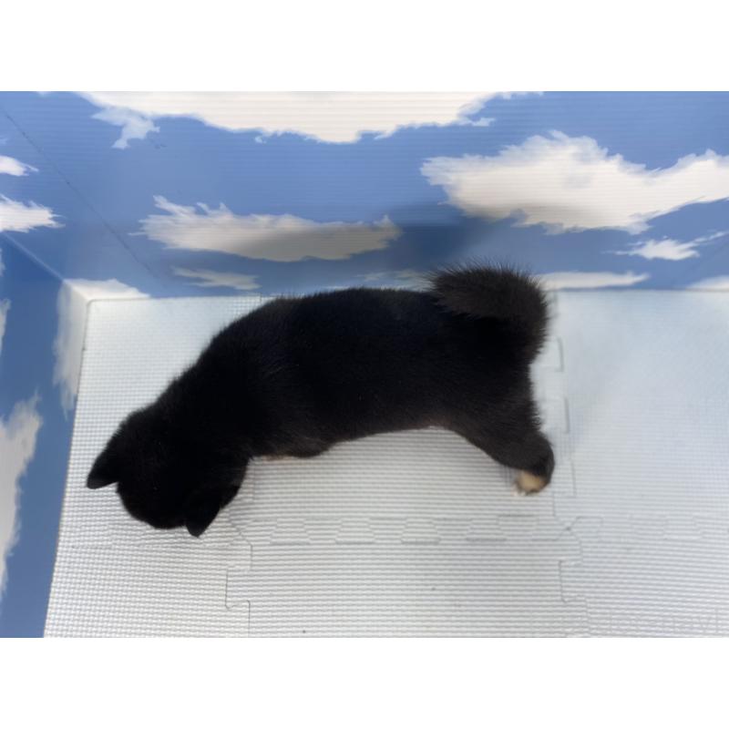 成約済の愛知県の豆柴-415048の3枚目