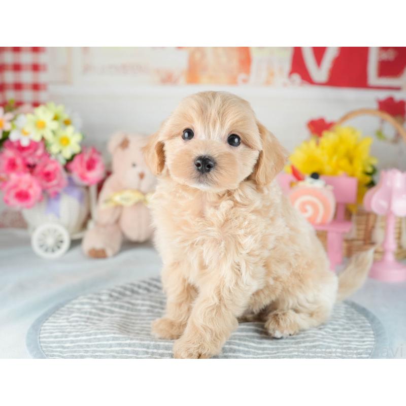 販売中の茨城県のマルプー:マルチーズ×トイプードル-418414の5枚目