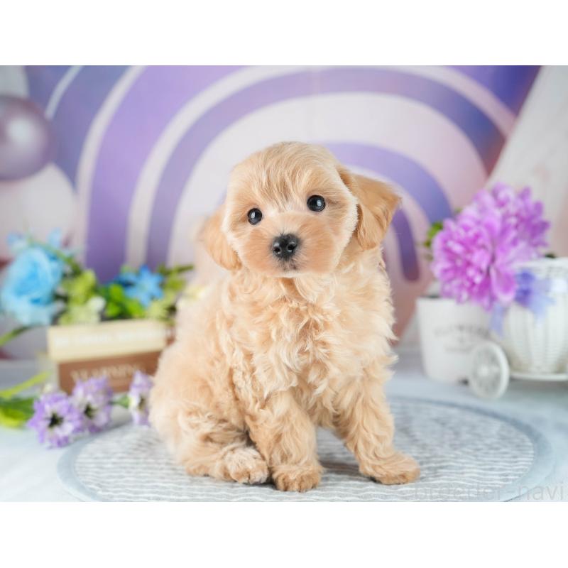 販売中の茨城県のマルプー:マルチーズ×トイプードル-418419の6枚目