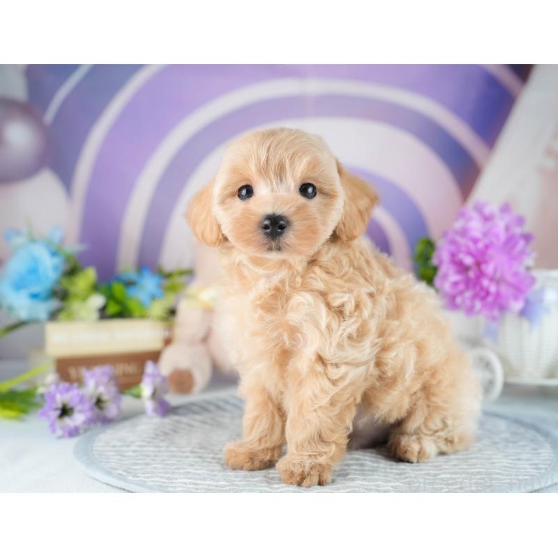 販売中の茨城県のマルプー:マルチーズ×トイプードル-418419の5枚目
