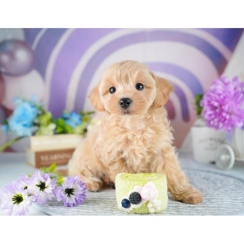 販売中の茨城県のマルプー:マルチーズ×トイプードル-418419の4枚目