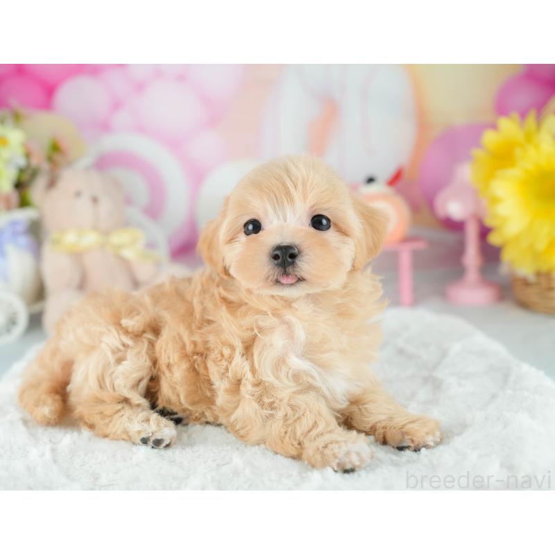 販売中の茨城県のマルプー:マルチーズ×トイプードル-418421の7枚目