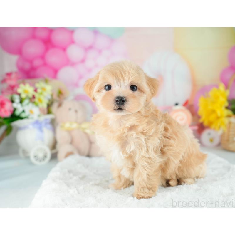 販売中の茨城県のマルプー:マルチーズ×トイプードル-418421の3枚目