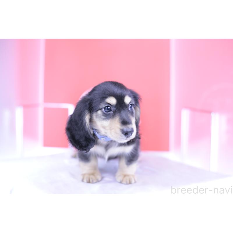 成約済の愛知県のミニチュアダックスフンド(ロングヘアード)-414953の13枚目