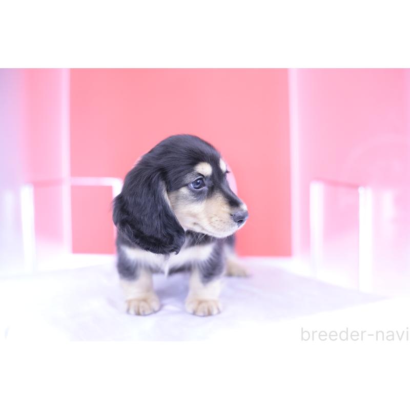 成約済の愛知県のミニチュアダックスフンド(ロングヘアード)-414953の12枚目