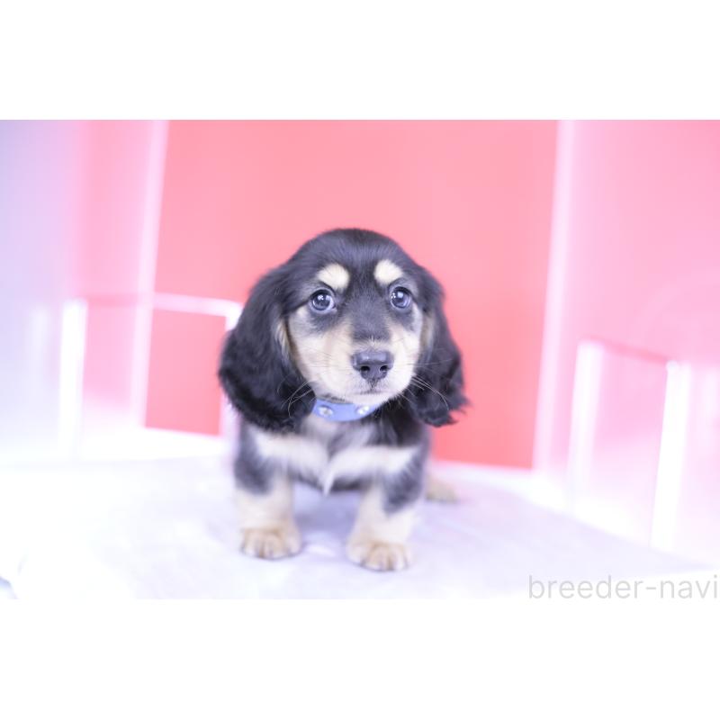 成約済の愛知県のミニチュアダックスフンド(ロングヘアード)-414953の11枚目