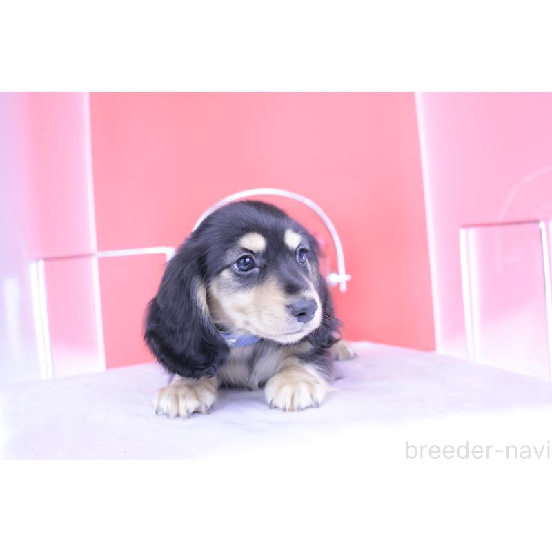 成約済の愛知県のミニチュアダックスフンド(ロングヘアード)-414953の10枚目