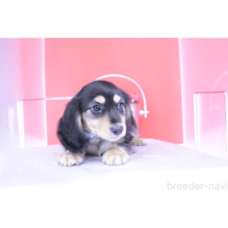 成約済の愛知県のミニチュアダックスフンド(ロングヘアード)-414953の9枚目