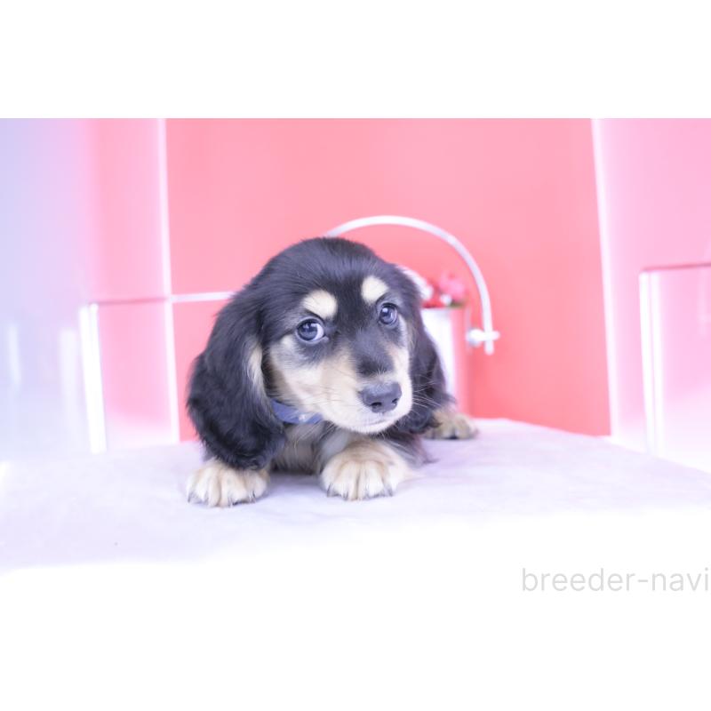 成約済の愛知県のミニチュアダックスフンド(ロングヘアード)-414953の8枚目