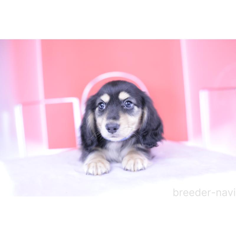 成約済の愛知県のミニチュアダックスフンド(ロングヘアード)-414953の7枚目