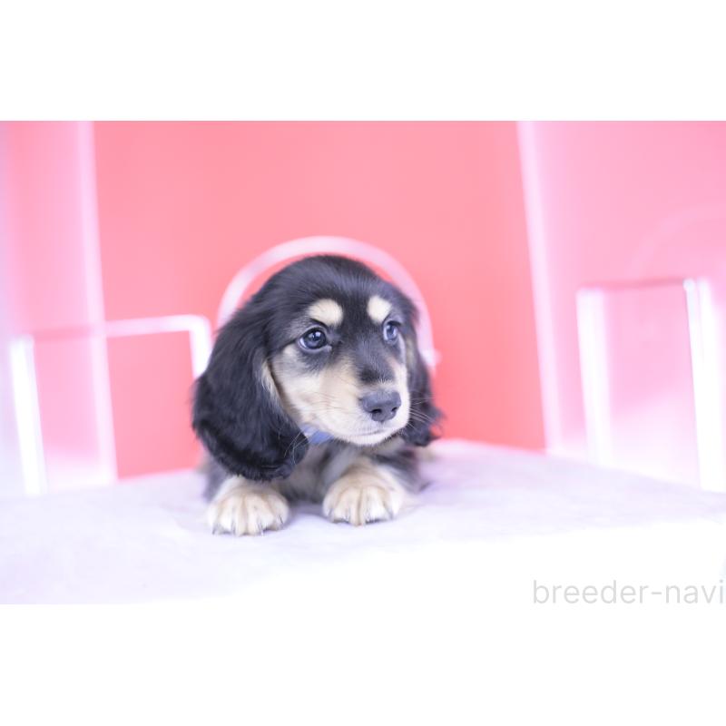 成約済の愛知県のミニチュアダックスフンド(ロングヘアード)-414953の6枚目