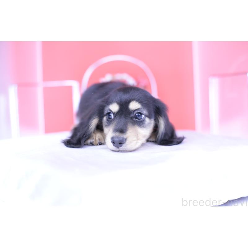 成約済の愛知県のミニチュアダックスフンド(ロングヘアード)-414953の3枚目