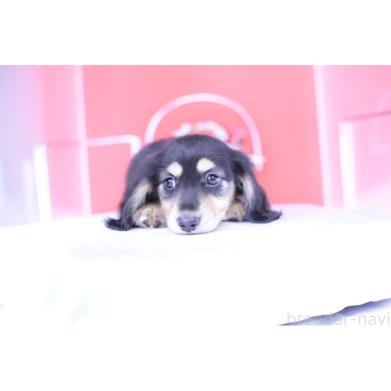 成約済の愛知県のミニチュアダックスフンド(ロングヘアード)-414953の2枚目