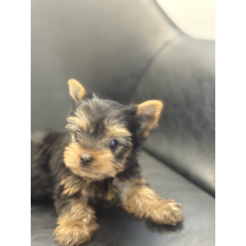 成約済の宮崎県のヨークシャーテリア-417844の5枚目