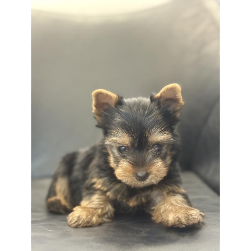 成約済の宮崎県のヨークシャーテリア-417844の4枚目