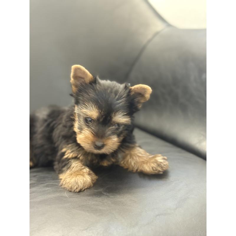 成約済の宮崎県のヨークシャーテリア-417844の2枚目