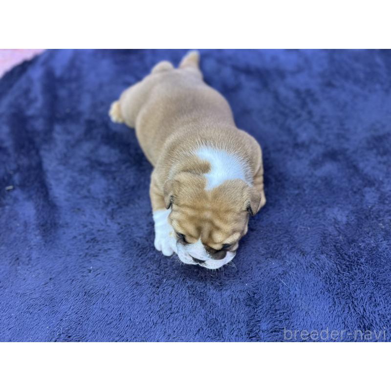 成約済の茨城県のブルドッグ-416057の11枚目