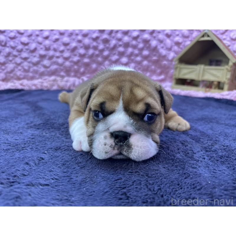 成約済の茨城県のブルドッグ-416057の10枚目