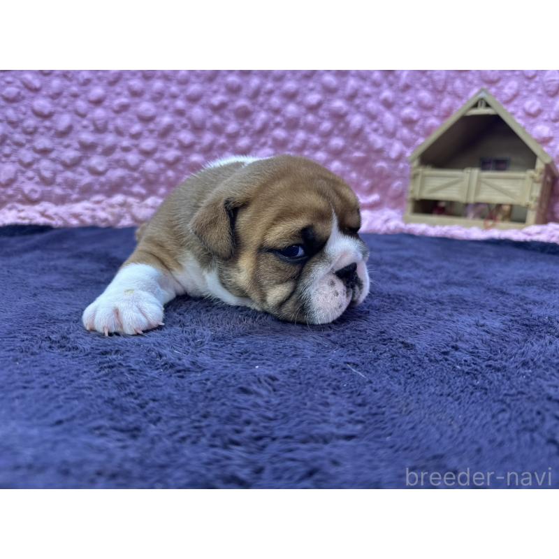 成約済の茨城県のブルドッグ-416057の9枚目