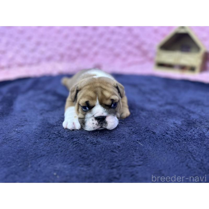 成約済の茨城県のブルドッグ-416057の8枚目