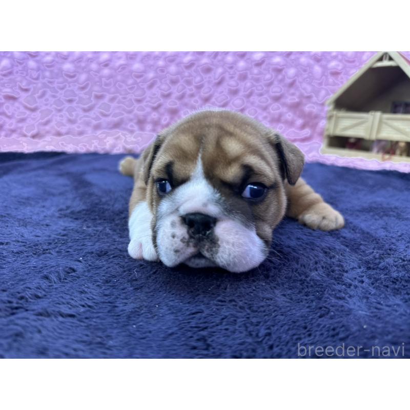 成約済の茨城県のブルドッグ-416057の7枚目