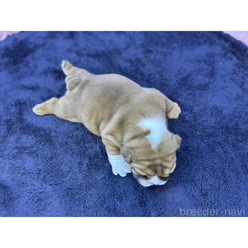 成約済の茨城県のブルドッグ-416057の6枚目