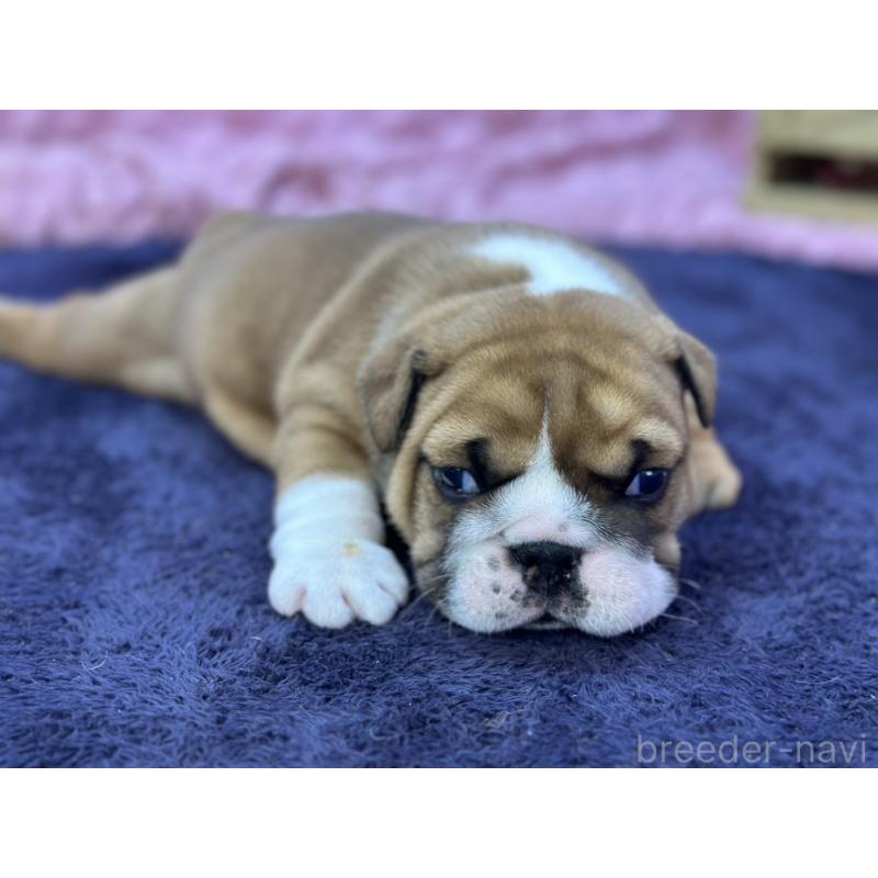 成約済の茨城県のブルドッグ-416057の5枚目