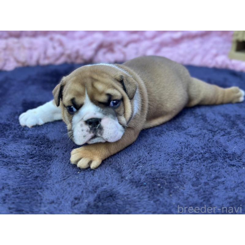 成約済の茨城県のブルドッグ-416057の4枚目