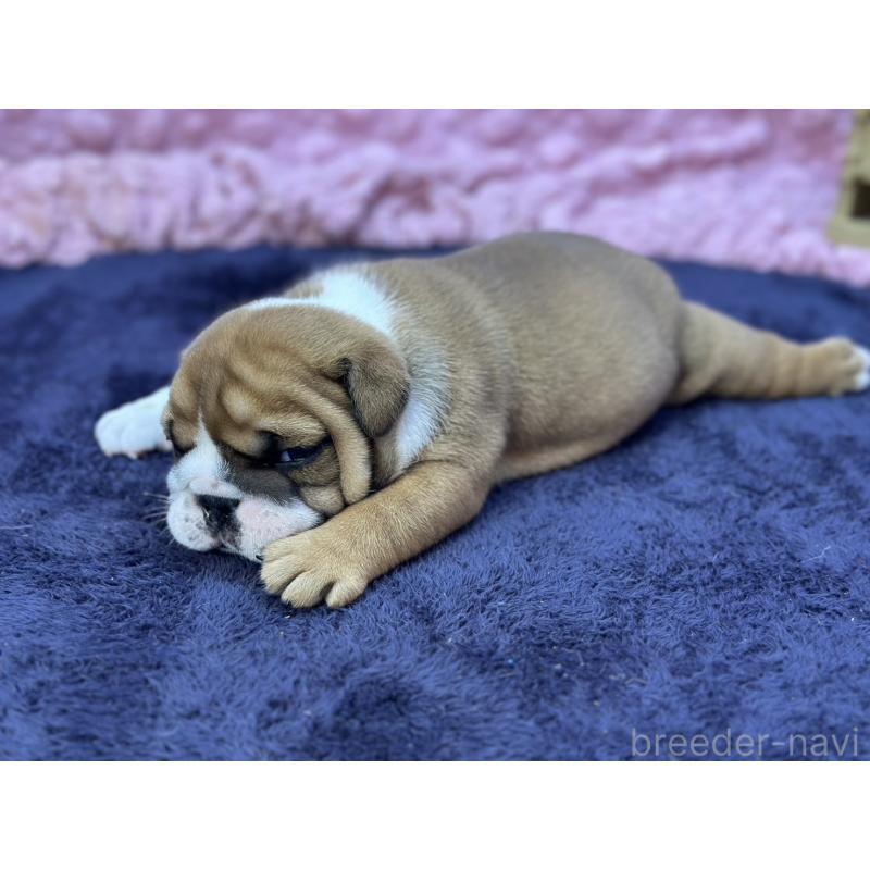 成約済の茨城県のブルドッグ-416057の2枚目