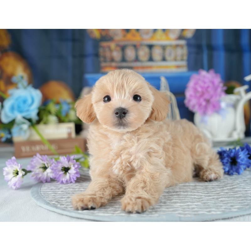 販売中の茨城県のマルプー:マルチーズ×トイプードル-418437の4枚目